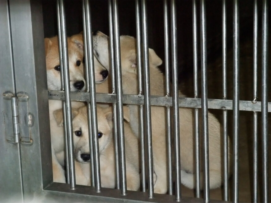 神戸市動物管理センターの見学会