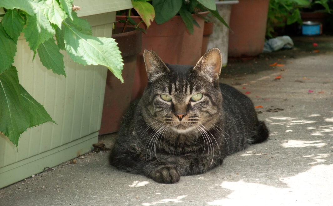 地域猫さん