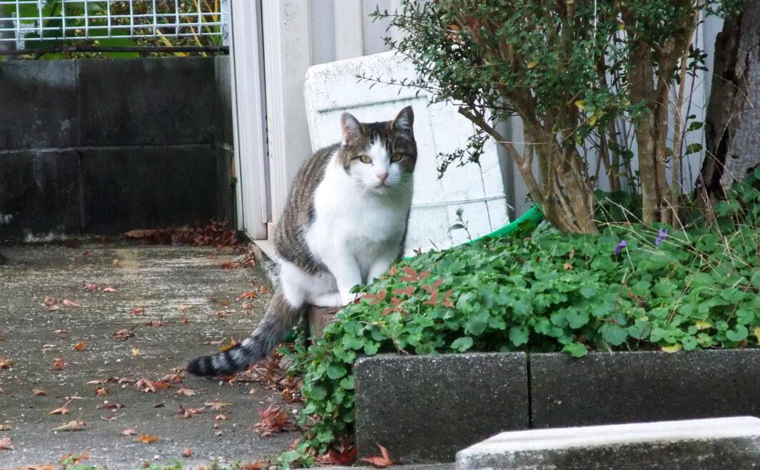 地域猫さん