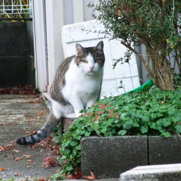 地域猫さん