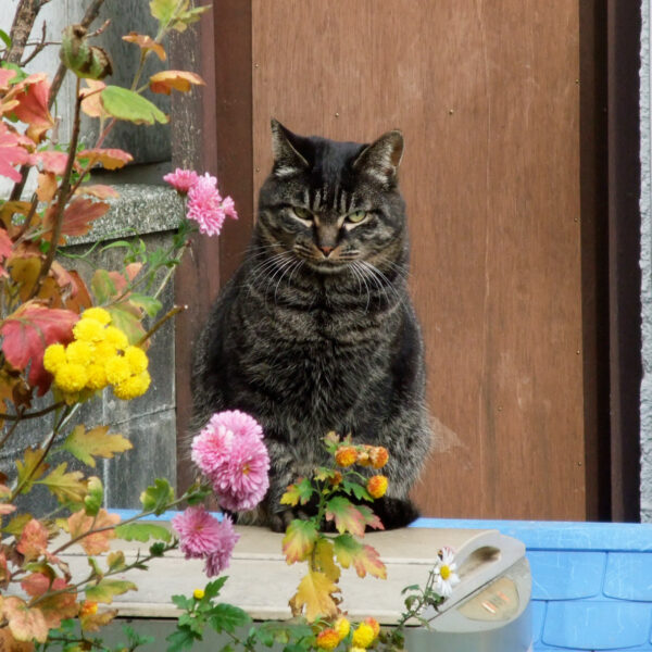 ご近所の猫さん