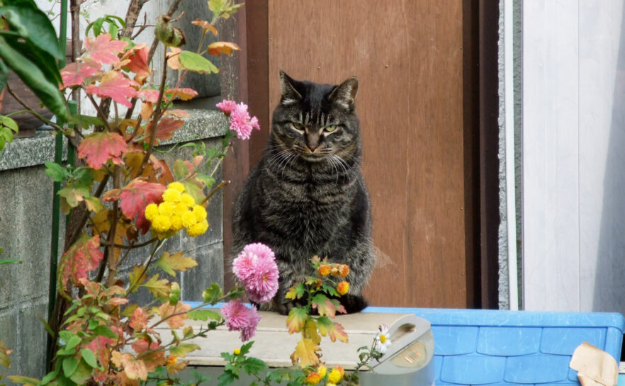 ご近所の猫さん