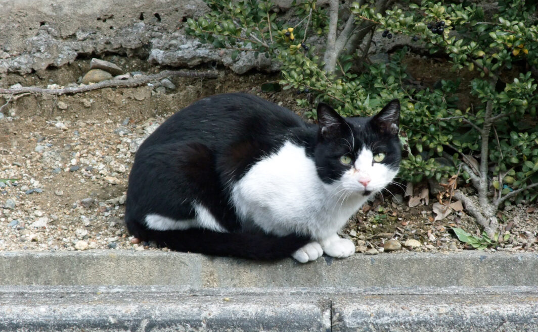 地域猫さん