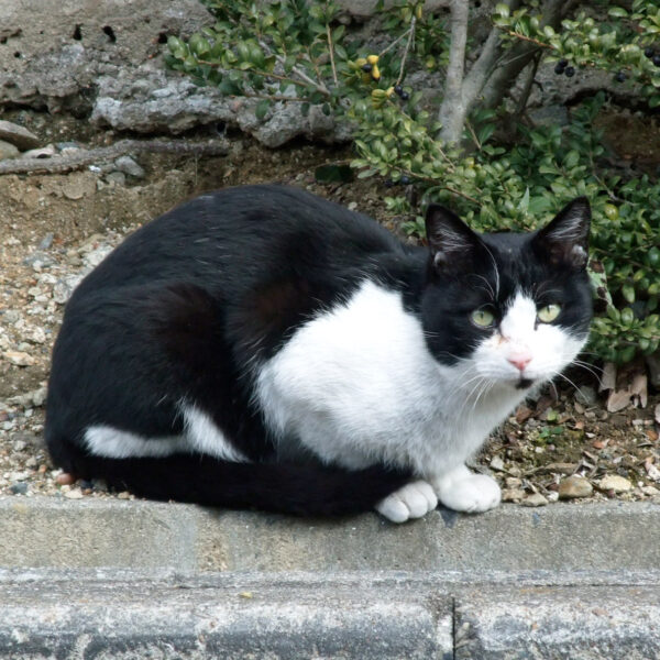 地域猫さん