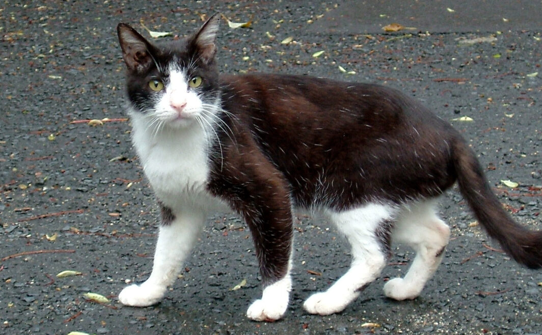 地域猫さん