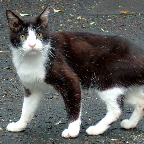 地域猫さん