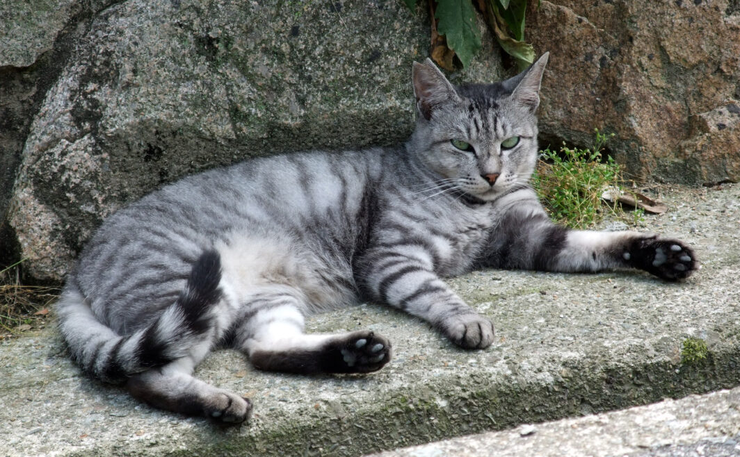 地域猫さん