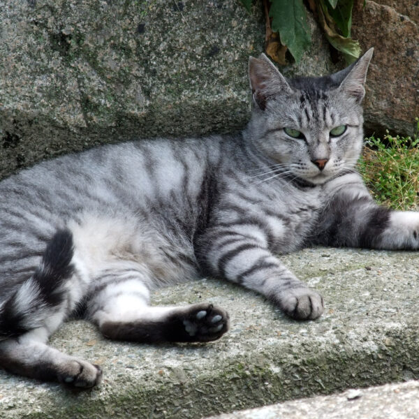 地域猫さん