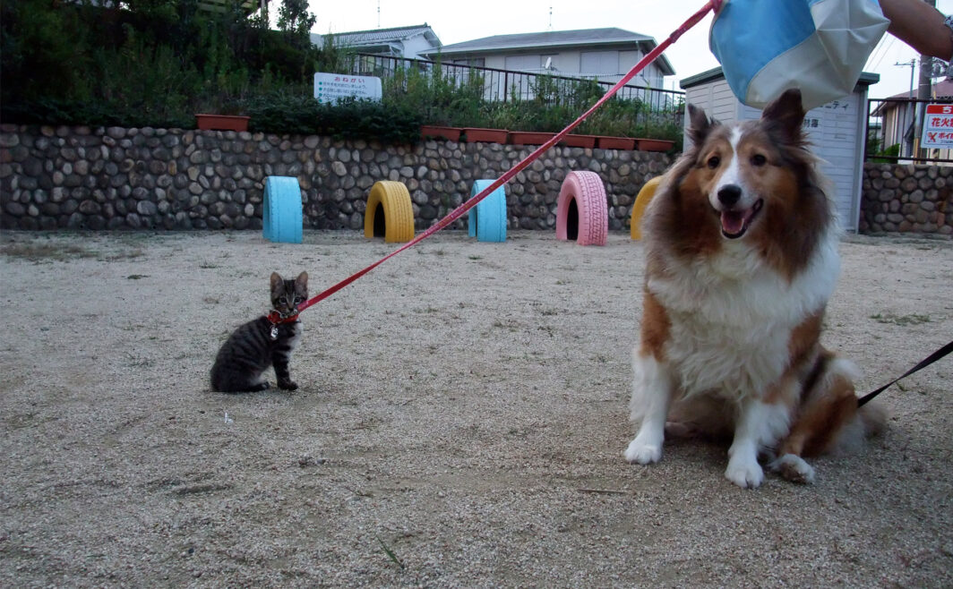 ご近所の犬さん＆猫さん