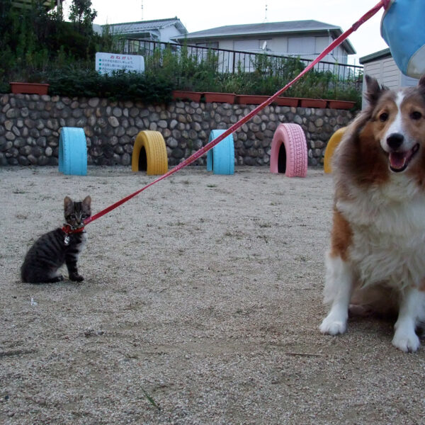 ご近所の犬さん＆猫さん