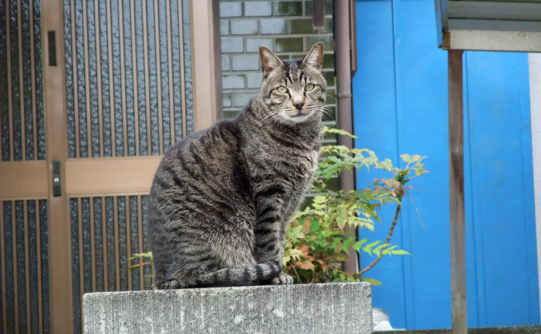 地域猫さん