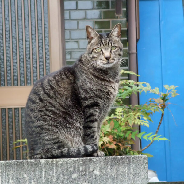 地域猫さん