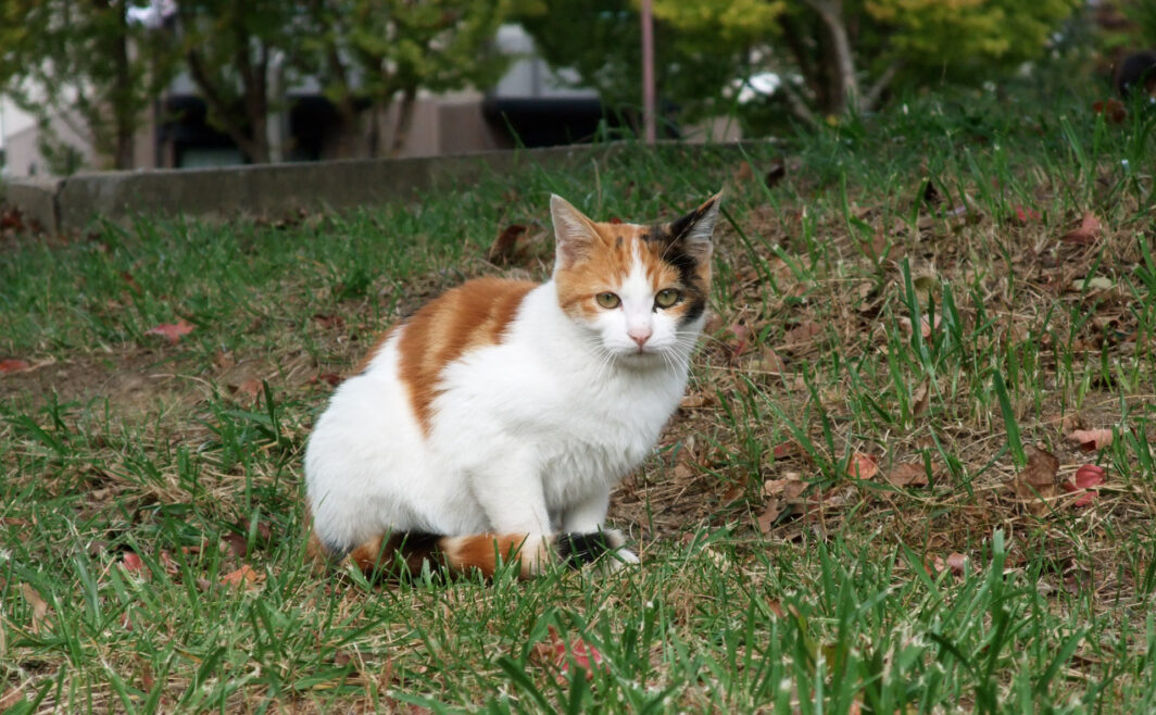 地域猫さん