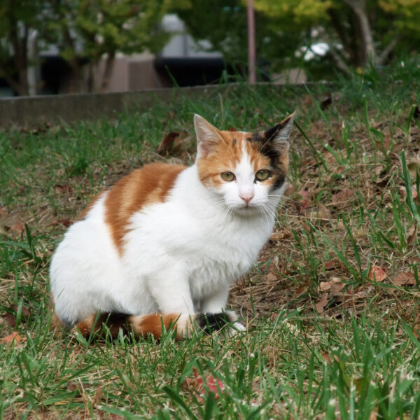 地域猫さん