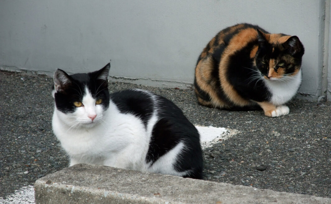 地域猫さん