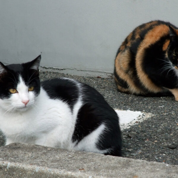 地域猫さん