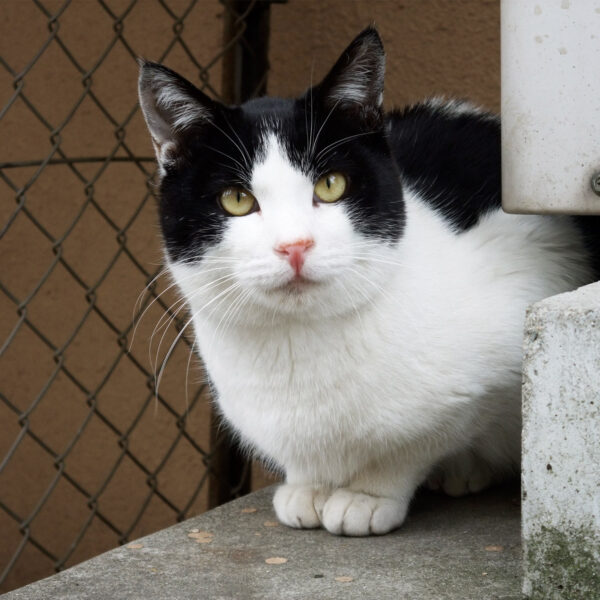 地域猫さん