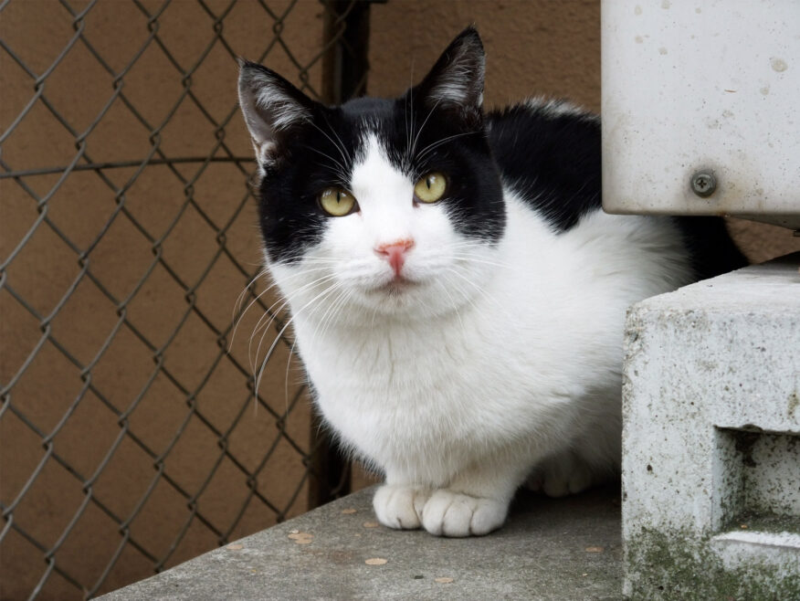 地域猫さん