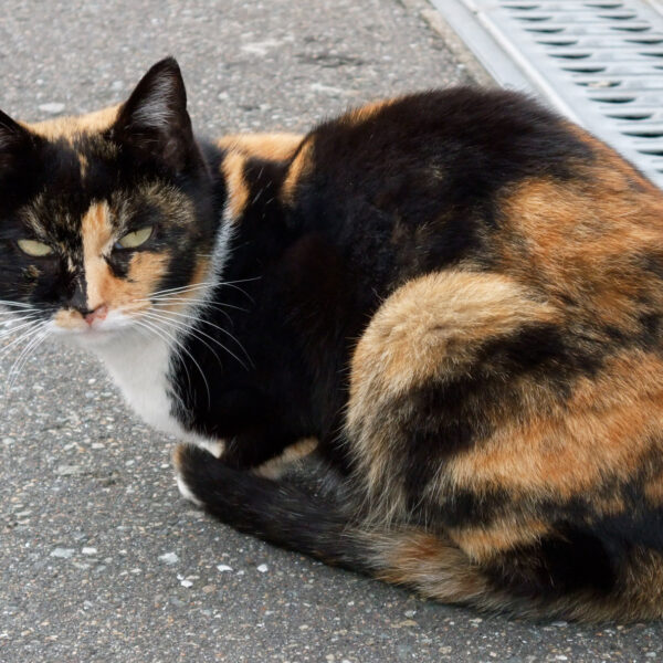 地域猫さん