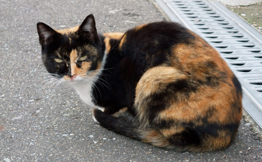 地域猫さん