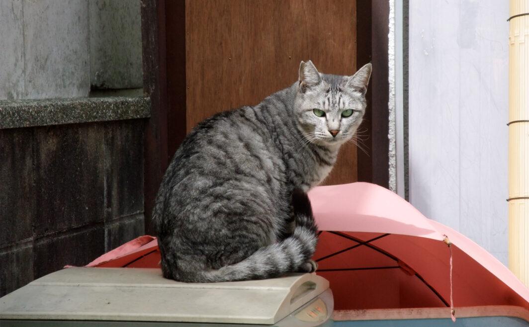 地域猫さん