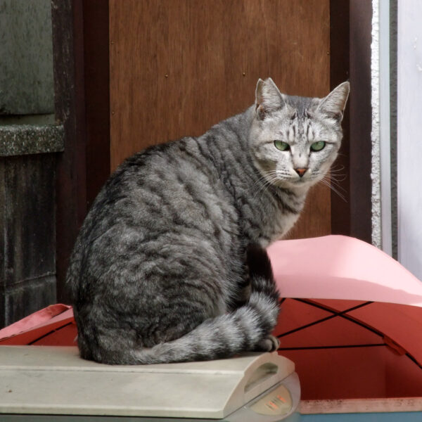 地域猫さん