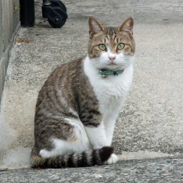 ご近所の猫さん