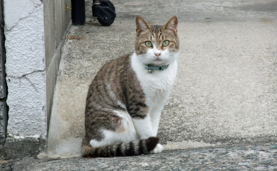 ご近所の猫さん