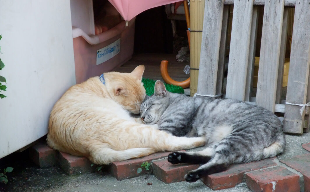 ご近所の猫さんたち