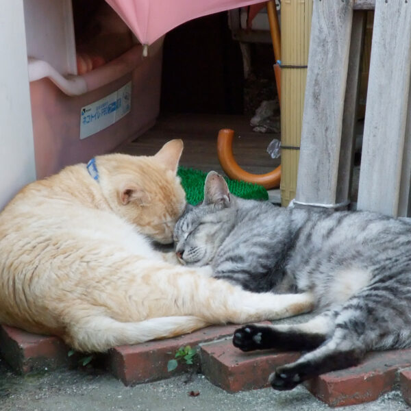 ご近所の猫さんたち