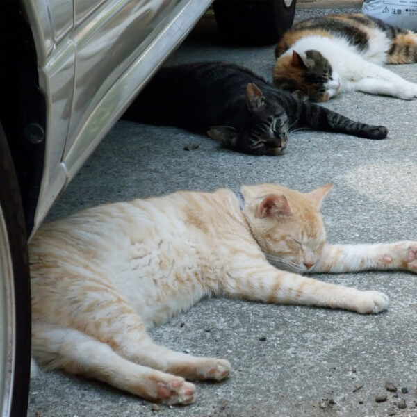 ご近所の猫さんたち