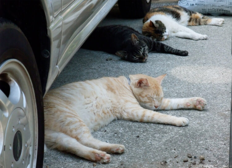 ご近所の猫さんたち