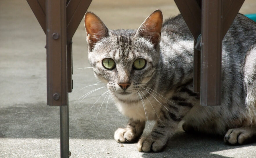 地域猫さん