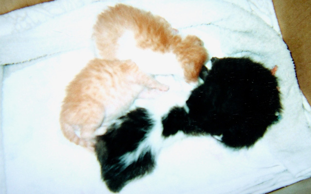 kitten kitten