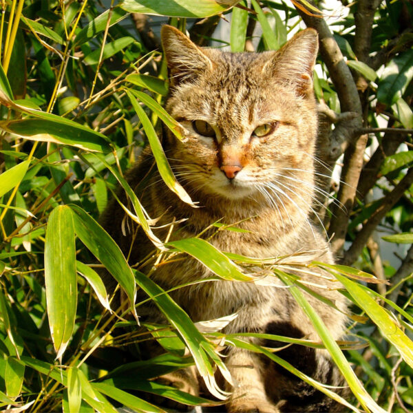 地域猫さん