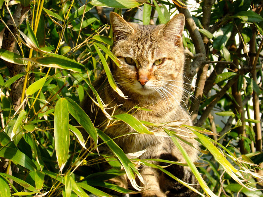 地域猫さん