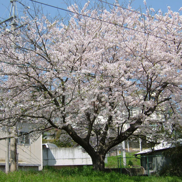 桜