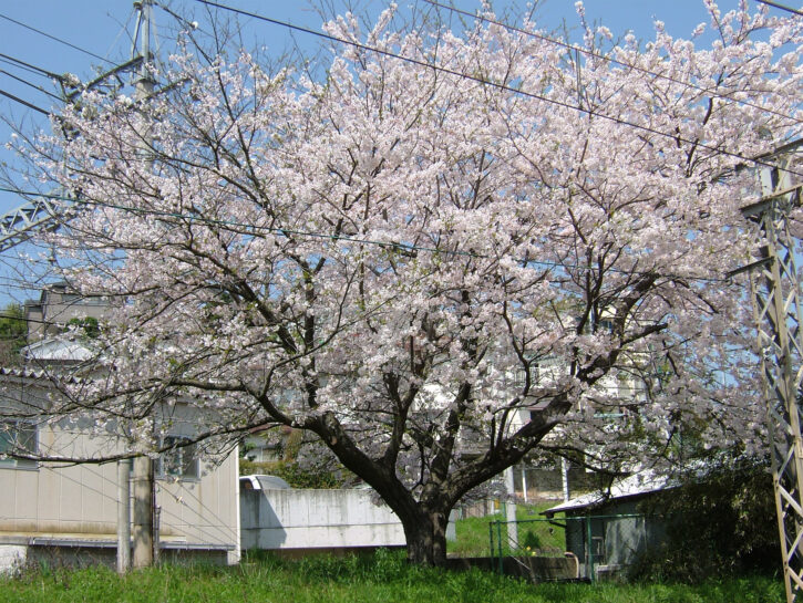 桜