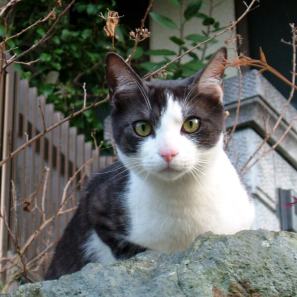 ご近所の猫さん