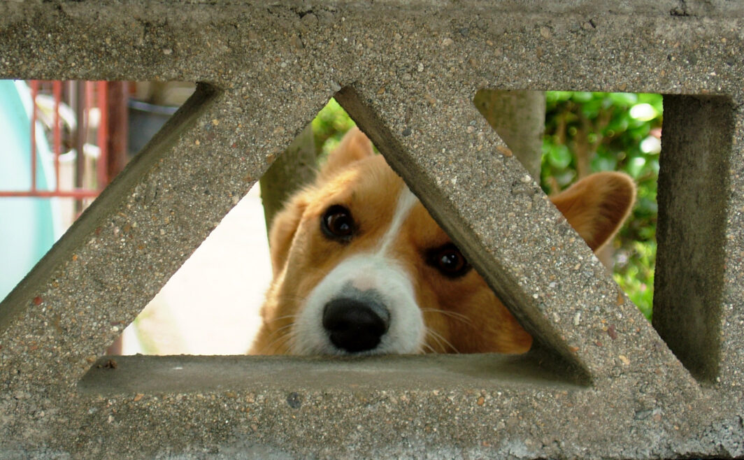 ご近所の犬さん