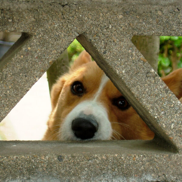 ご近所の犬さん