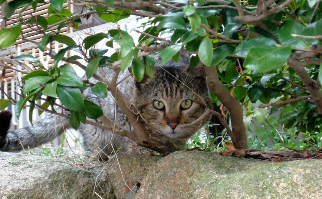 地域猫さん