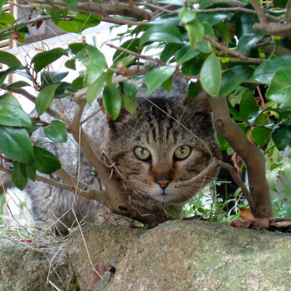 地域猫さん