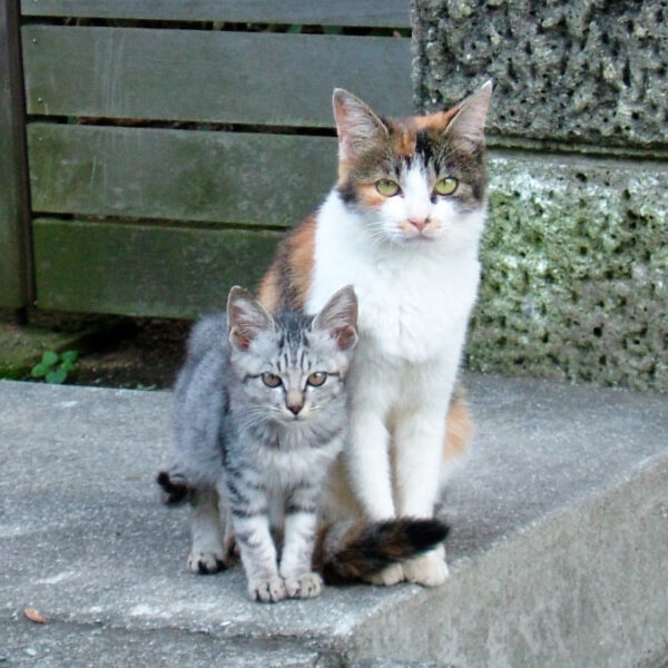 ご近所の猫さん