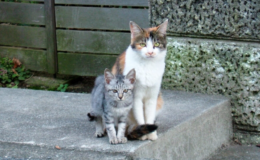 ご近所の猫さん