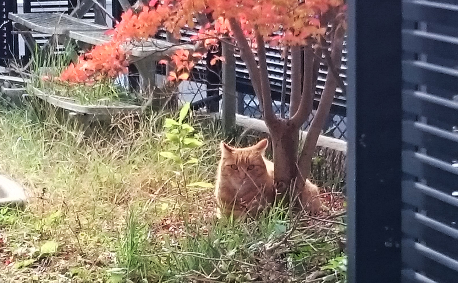 今年も残すところ1か月になりました。